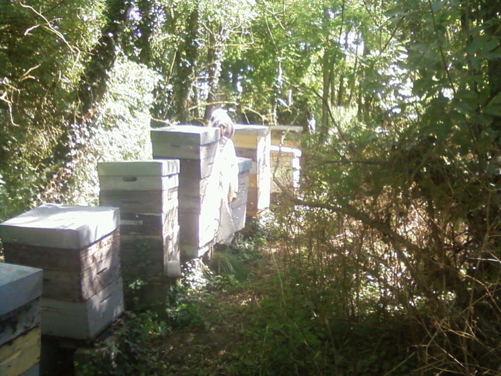 ruches à miel de -au vent des abeilles-